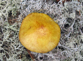 Suillus americanus – The American Suillus has a sticky golden yellow cap with many tiny red flecks which are seen easily with a ten-power hand lens.